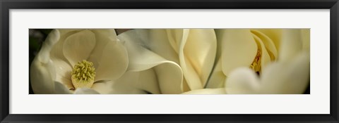 Framed Magnolia flowers Print