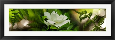 Framed Fern with magnolia Print