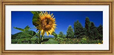 Framed Close up of a sunflower in a field, Hood River, Oregon Print