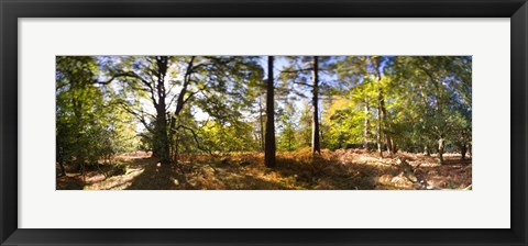 Framed Trees in autumn at sunset, New Forest, Hampshire, England Print