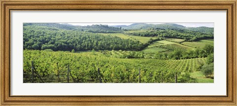 Framed Vineyards in Chianti Region, Tuscany, Italy Print