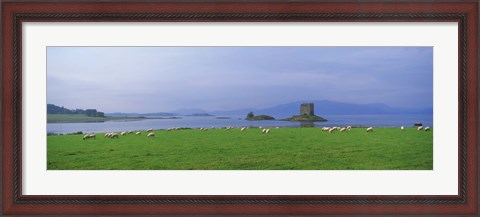 Framed Castle on an island, Glencoe, Loch Linnh, Stalker Castle, Scotland Print