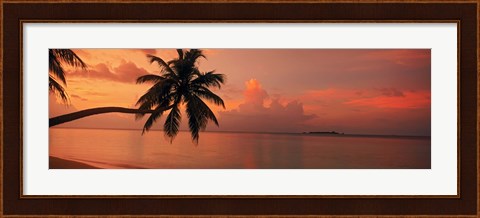 Framed Silhouette of palm tree on the beach at sunrise, Fihalhohi Island, Maldives Print