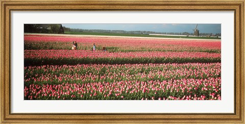 Framed Mother and daughters in field of red tulips, Alkmaar, Netherlands Print