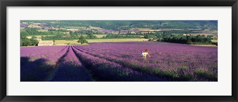 Framed Woman walking through fields of lavender, Provence-Alpes-Cote d&#39;Azur, France Print