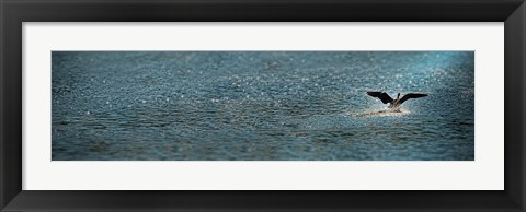 Framed Bird taking off over water Print