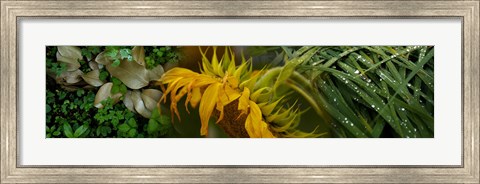 Framed Close-up of leaves with yellow flower Print