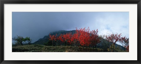 Framed Trees in autumn at dusk, Provence-Alpes-Cote d&#39;Azur, France Print