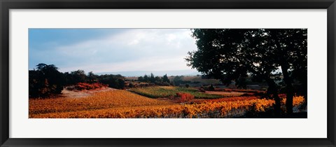 Framed Autum in the Vineyards, Provence-Alpes-Cote d&#39;Azur, France Print