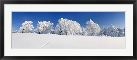 Framed Snow covered Common Beech (Fagus Silvatica) trees, Schauinsland, Black Forest, Baden-Wurttemberg, Germany Print