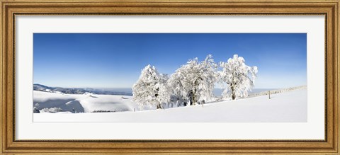 Framed Snow covered trees, Schauinsland, Black Forest, Baden-Wurttemberg, Germany Print