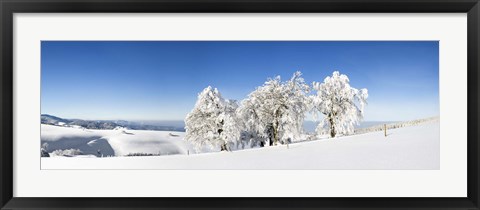 Framed Snow covered trees, Schauinsland, Black Forest, Baden-Wurttemberg, Germany Print