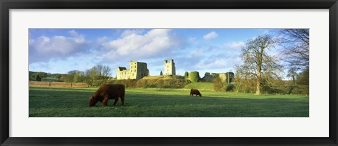 Framed Highland cattle grazing in a field, Helmsley Castle, Helmsley, North Yorkshire, England Print