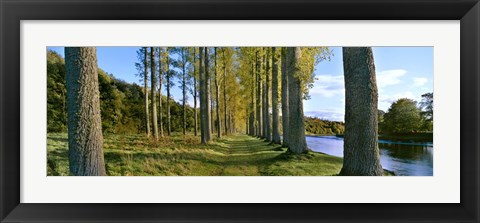 Framed Poplar Treelined at the riverside, River Tweed, Maxton, Newtown St. Boswells, Scotland Print