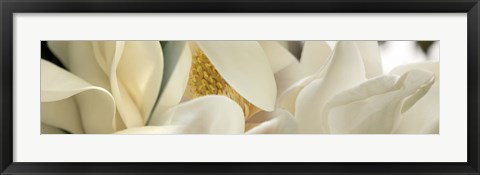 Framed Close up of Magnolia Fflowers Print
