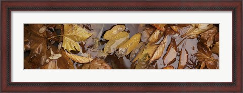 Framed Wet leaves Print