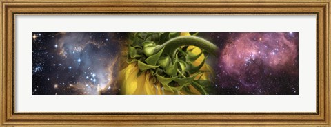Framed Sunflower in cosmos Print