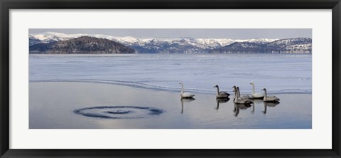 Framed Whooper swans (Cygnus cygnus) on frozen lake, Lake Kussharo, Akan National Park, Hokkaido, Japan Print