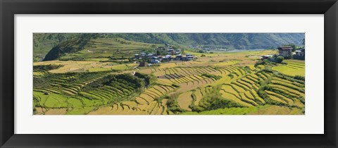 Framed Rice terraced fields and houses in the mountains, Punakha, Bhutan Print