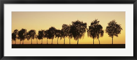 Framed Tree alley at sunset, Hohenlohe, Baden-Wurttemberg, Germany Print