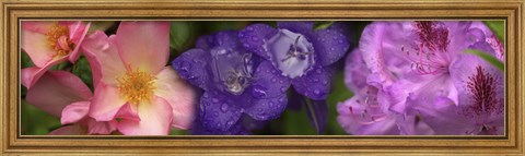 Framed Close-up of pink and purple  flowers Print