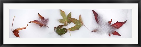 Framed Leaves in the snow Print