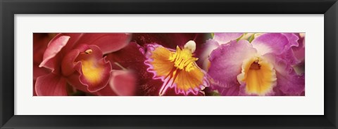 Framed Details of red and violet Orchid flowers Print