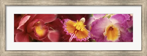 Framed Details of red and violet Orchid flowers Print