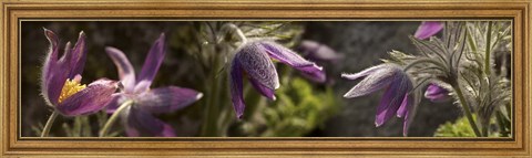 Framed Details of purple furry flowers Print