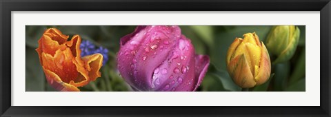 Framed Close up of Colorful Tulips Print