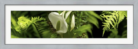 Framed Close-up of flowers and leaves Print