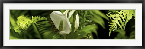 Framed Close-up of flowers and leaves Print
