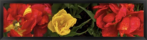 Framed Close-up of red and yellow tulips Print