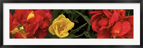 Framed Close-up of red and yellow tulips Print