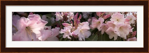 Framed Multiple images of pink Rhododendron flowers Print