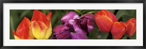 Framed Multiple images of tulip flowers Print