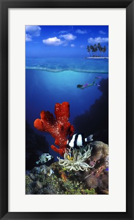 Framed Underwater view of sea anemone and Humbug fish and Pufferfish with a scuba diver Print