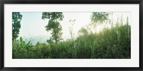 Framed Sunlight coming through the trees in a forest, Chiang Mai Province, Thailand Print
