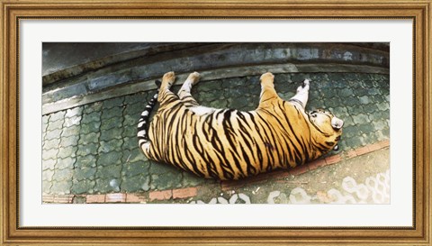 Framed Tiger (Panthera tigris) sleeping in a tiger reserve, Tiger Kingdom, Chiang Mai, Thailand Print