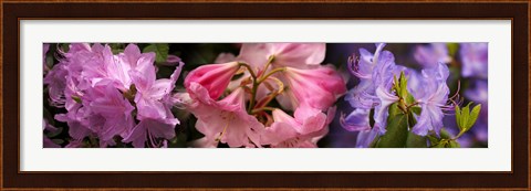 Framed Colorful rhododendrons flowers Print