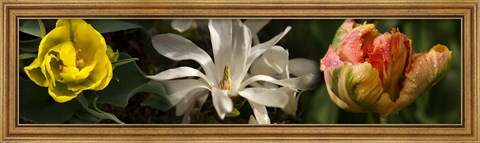 Framed Close-up of yellow and white flowers Print