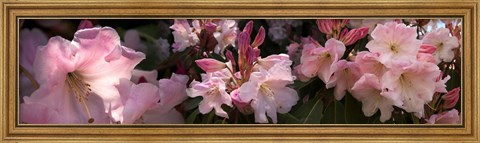 Framed Close-up of pink rhododendron flowers Print