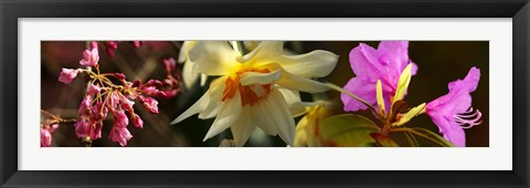 Framed Close-up of white and pink  flowers Print