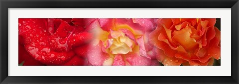 Framed Close-up of three Rose flowers Print