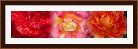 Framed Close-up of three Rose flowers Print