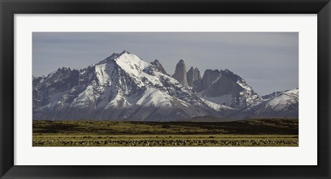 Framed Field with snowcapped mountains, Paine Massif, Torres del Paine National Park, Magallanes Region, Patagonia, Chile Print