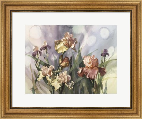 Framed Hadfield Irises V Print
