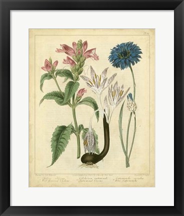 Framed Garden Flora VIII Print