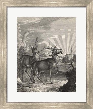 Framed Woodland Deer V Print