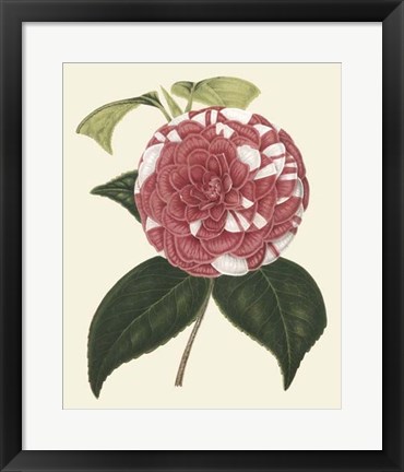 Framed Antique Camellia II Print